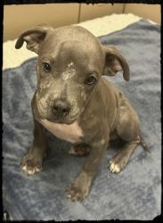 Shelter Stray Male Dog last seen Near Sherwood Dr, 75150, TX, 1650 Gross Rd, Mesquite, TX 75149, USA