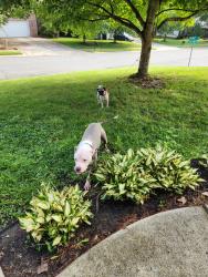 Reunited Unknown Dog last seen Near shadow pine drive, Charlotte, NC 28269
