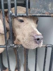 Shelter Stray Female Dog last seen Near Ono rd, Palmetto, GA, 1251 Fulton Industrial Blvd NW, Atlanta, GA 30336, USA
