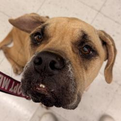 Shelter Stray Female Dog last seen Grove Dr / Prospect, Brazos County, TX, 5359 Leonard Rd, Bryan, TX 77807, USA