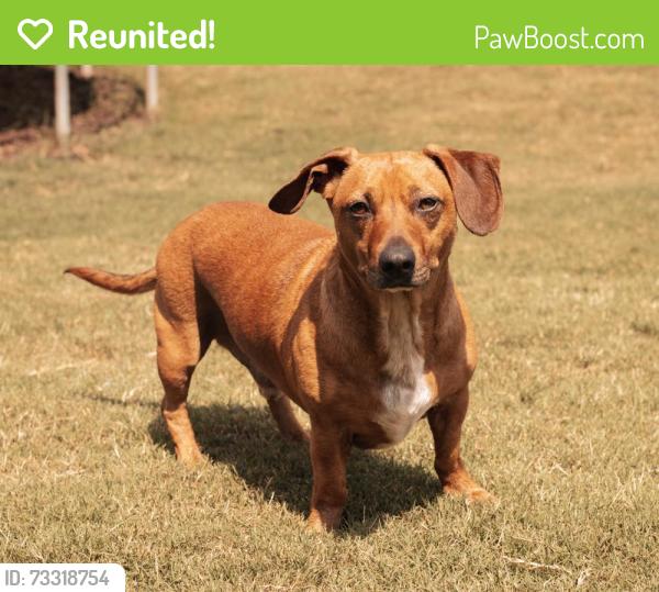 Reunited Male Dog last seen Wren Rd Piedmont, Anderson County, SC 29673