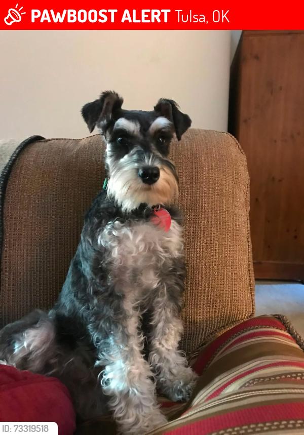 Lost Female Dog last seen crunch gym, Tulsa, OK 74133