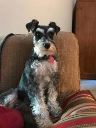 Lost Female Dog last seen crunch gym, Tulsa, OK 74133
