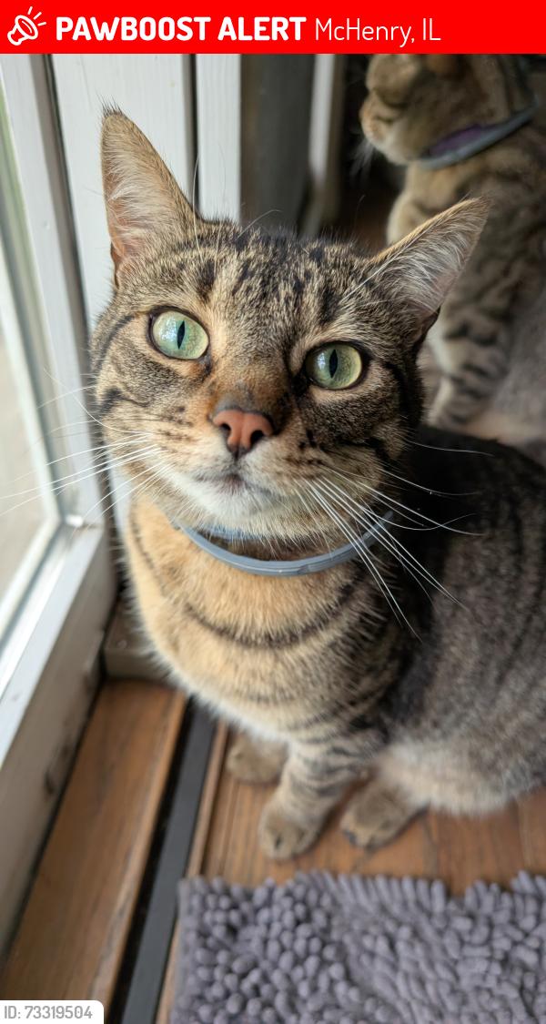 Lost Male Cat last seen River Road South of Black Partridge across from Morraine Hills, McHenry, IL 60051