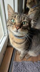 Lost Male Cat last seen River Road South of Black Partridge across from Morraine Hills, McHenry, IL 60051