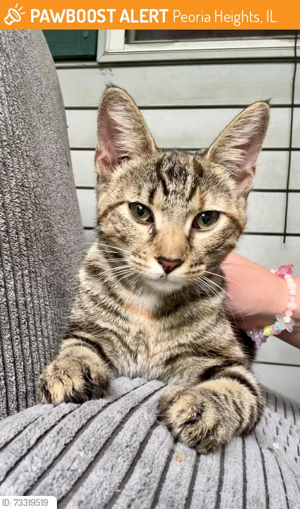 Found/Stray Female Cat last seen In between Division Ave and St. Jude Ct - right near stadium on Peoria Heights side, close to Alwan & Sons, Peoria Heights, IL 61614