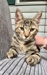 Found/Stray Female Cat last seen In between Division Ave and St. Jude Ct - right near stadium on Peoria Heights side, close to Alwan & Sons, Peoria Heights, IL 61614
