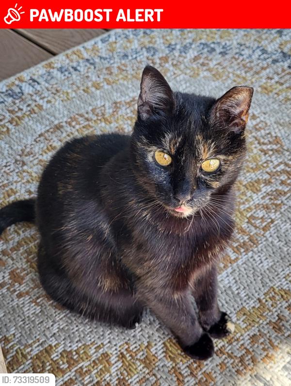 Lost Female Cat last seen Crab Creek, Transylvania County, NC 28766