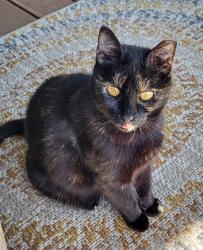 Lost Female Cat last seen Crab Creek, Transylvania County, NC 28766