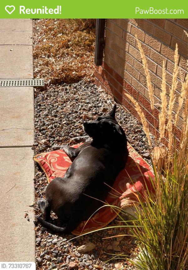 Reunited Female Dog last seen Reed Street & W 25th Ave, Edgewater, CO 80214