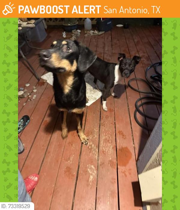 Found/Stray Unknown Dog last seen Babcock/Dezavala, San Antonio, TX 78249