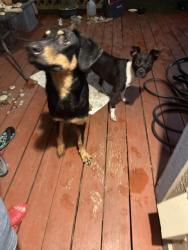 Found/Stray Unknown Dog last seen Babcock/Dezavala, San Antonio, TX 78249
