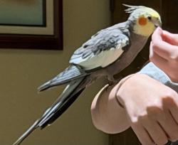 Found/Stray Unknown Bird last seen Greenville, Greenville, SC 29607
