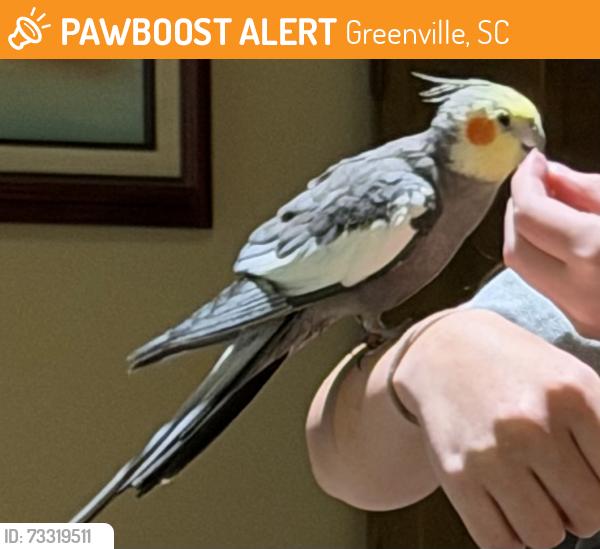 Found/Stray Unknown Bird last seen Greenville, Greenville, SC 29607