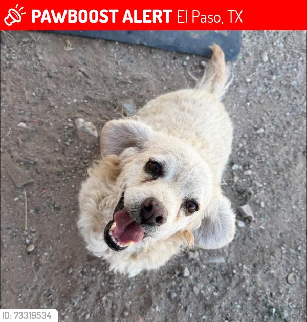 Lost Male Dog last seen Walmart on Dyer and Fred Wilson, El Paso, TX 79904