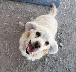 Lost Male Dog last seen Walmart on Dyer and Fred Wilson, El Paso, TX 79904