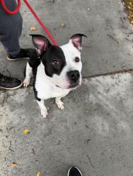 Found/Stray Male Dog last seen Farview Park, Minneapolis, MN 55411