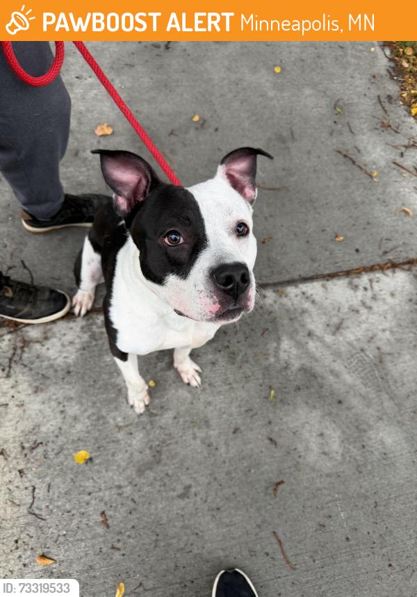 Found/Stray Male Dog last seen Farview Park, Minneapolis, MN 55411