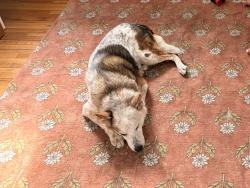 Reunited Female Dog last seen Near SW 11th Street, Fort Collins, CO 80521