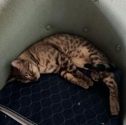 Reunited Male Cat last seen Maitland Ave & E Faith Terrace, Maitland, FL 32751