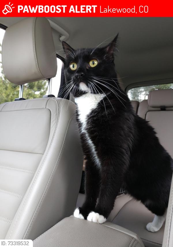 Lost Female Cat last seen S. Lee st and Jewel ave., Lakewood, CO 80232