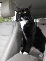 Lost Female Cat last seen S. Lee st and Jewel ave., Lakewood, CO 80232