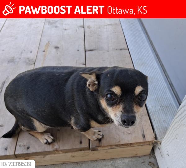 Lost Female Dog last seen Near w 17th st apt 43, Ottawa, KS 66067
