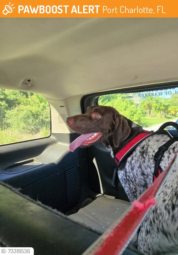 Found/Stray Male Dog last seen Peachland and harbor blvd., Port Charlotte, FL 33954