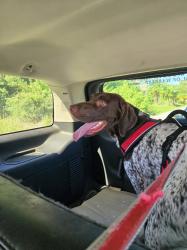 Found/Stray Male Dog last seen Peachland and harbor blvd., Port Charlotte, FL 33954