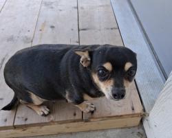 Lost Female Dog last seen Near w 17th st apt 43, Ottawa, KS 66067