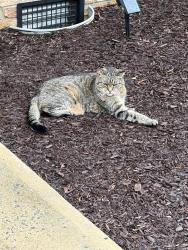 Reunited Female Cat last seen Dominion Drive, Waynesboro, VA 22980