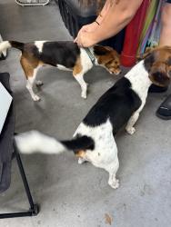 Reunited Male Dog last seen Fred St, Hudson, FL 34669