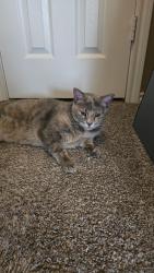 Reunited Female Cat last seen Corinth Farms Park, Corinth, TX 76208