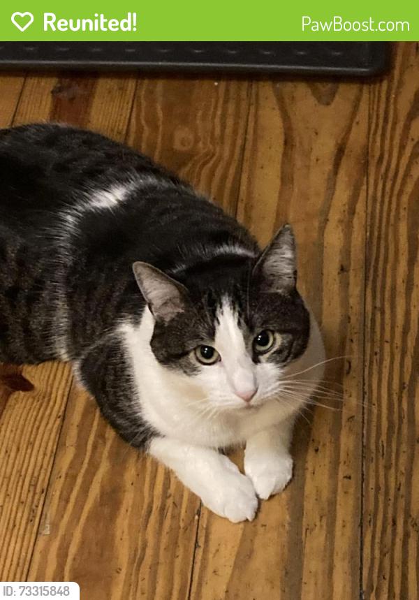 Reunited Male Cat last seen Near Berme rd Kerhonkson NY, Kerhonkson, NY 12446