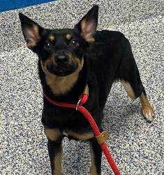 Shelter Stray Female Dog last seen Unknown, Golden, CO, 80401, 580 McIntyre St, Golden, CO 80401, USA