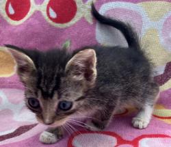 Shelter Stray Female Cat last seen Crown Avenue, STATEN ISLAND, NY, 10312, 3139 Veterans Rd W, Staten Island, NY 10309, USA