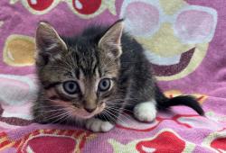 Shelter Stray Male Cat last seen Crown Avenue, STATEN ISLAND, NY, 10312, 3139 Veterans Rd W, Staten Island, NY 10309, USA