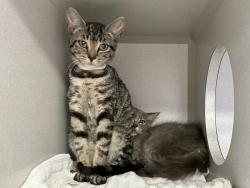 Shelter Stray Female Cat last seen E 7th Street, BROOKLYN, NY, 11218, 326 E 110th St, New York, NY 10029, USA