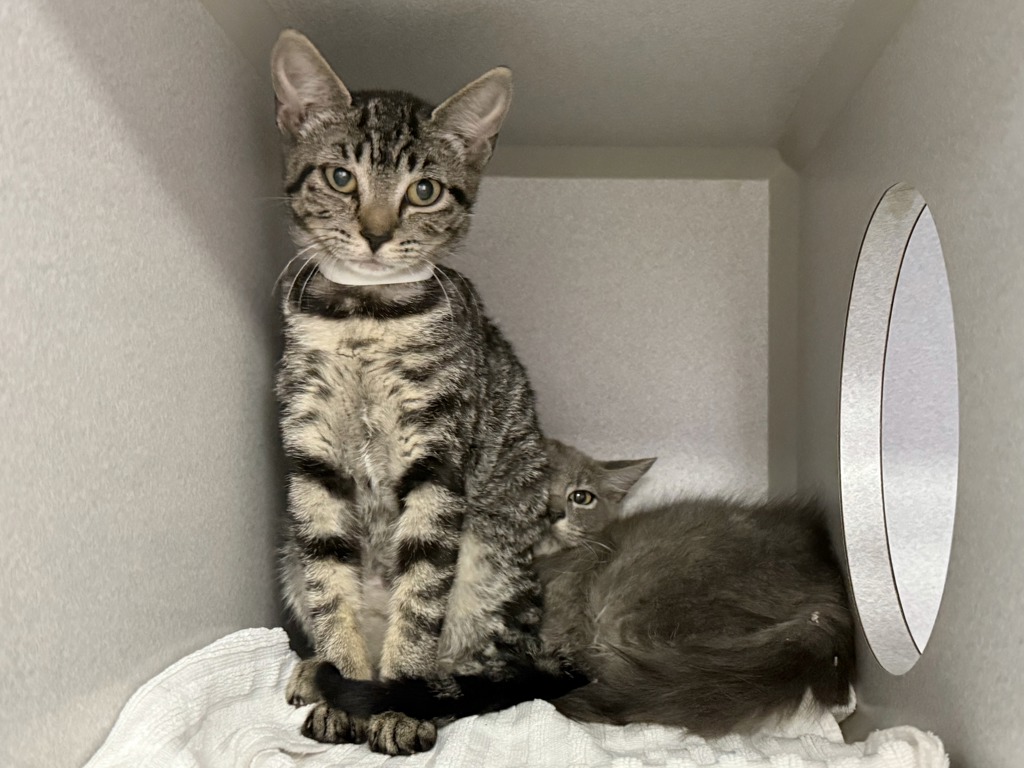 Shelter Stray Female Cat last seen E 7th Street, BROOKLYN, NY, 11218, 326 E 110th St, New York, NY 10029, USA