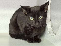 Shelter Stray Female Cat last seen E 7th Street, BROOKLYN, NY, 11218, 326 E 110th St, New York, NY 10029, USA