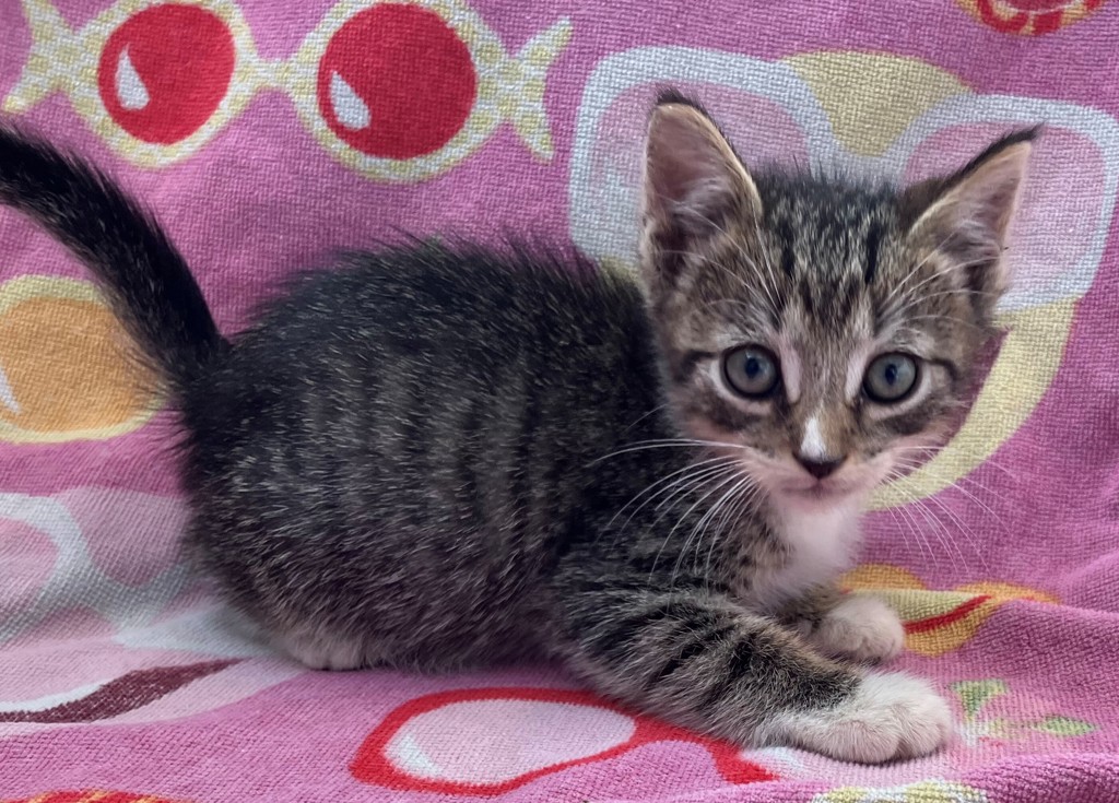 Shelter Stray Male Cat last seen Crown Avenue, STATEN ISLAND, NY, 10312, 3139 Veterans Rd W, Staten Island, NY 10309, USA