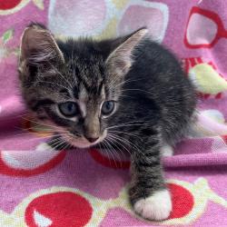 Shelter Stray Male Cat last seen Crown Avenue, STATEN ISLAND, NY, 10312, 3139 Veterans Rd W, Staten Island, NY 10309, USA