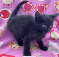Shelter Stray Female Cat last seen Crown Avenue, STATEN ISLAND, NY, 10312, 3139 Veterans Rd W, Staten Island, NY 10309, USA