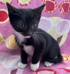 Shelter Stray Male Cat last seen Crown Avenue, STATEN ISLAND, NY, 10312, 3139 Veterans Rd W, Staten Island, NY 10309, USA