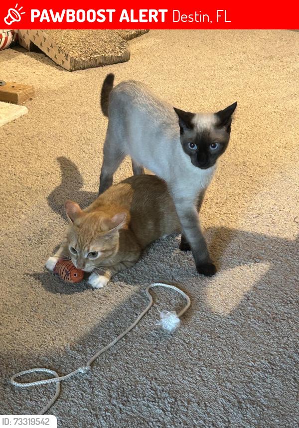 Lost Male Cat last seen Henderson Beach State Park, The preserve at Henderson, Destin, FL 32541