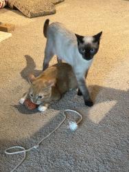 Lost Male Cat last seen Henderson Beach State Park, The preserve at Henderson, Destin, FL 32541