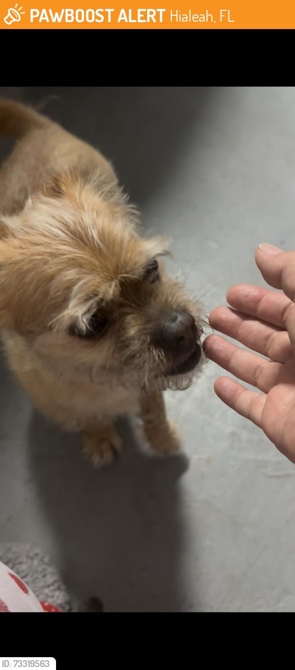 Found/Stray Male Dog last seen 87th avenue and Miami lakes dr, Hialeah, FL 33018