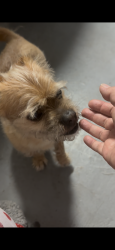 Found/Stray Male Dog last seen 87th avenue and Miami lakes dr, Hialeah, FL 33018