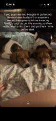 Reunited Male Dog last seen Lite wood and ray st, Hudson, FL 34669