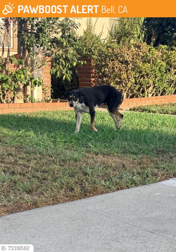 Found/Stray Unknown Dog last seen Near Brompton Ave., Bell (Resting on Driveway), Bell, CA 90201